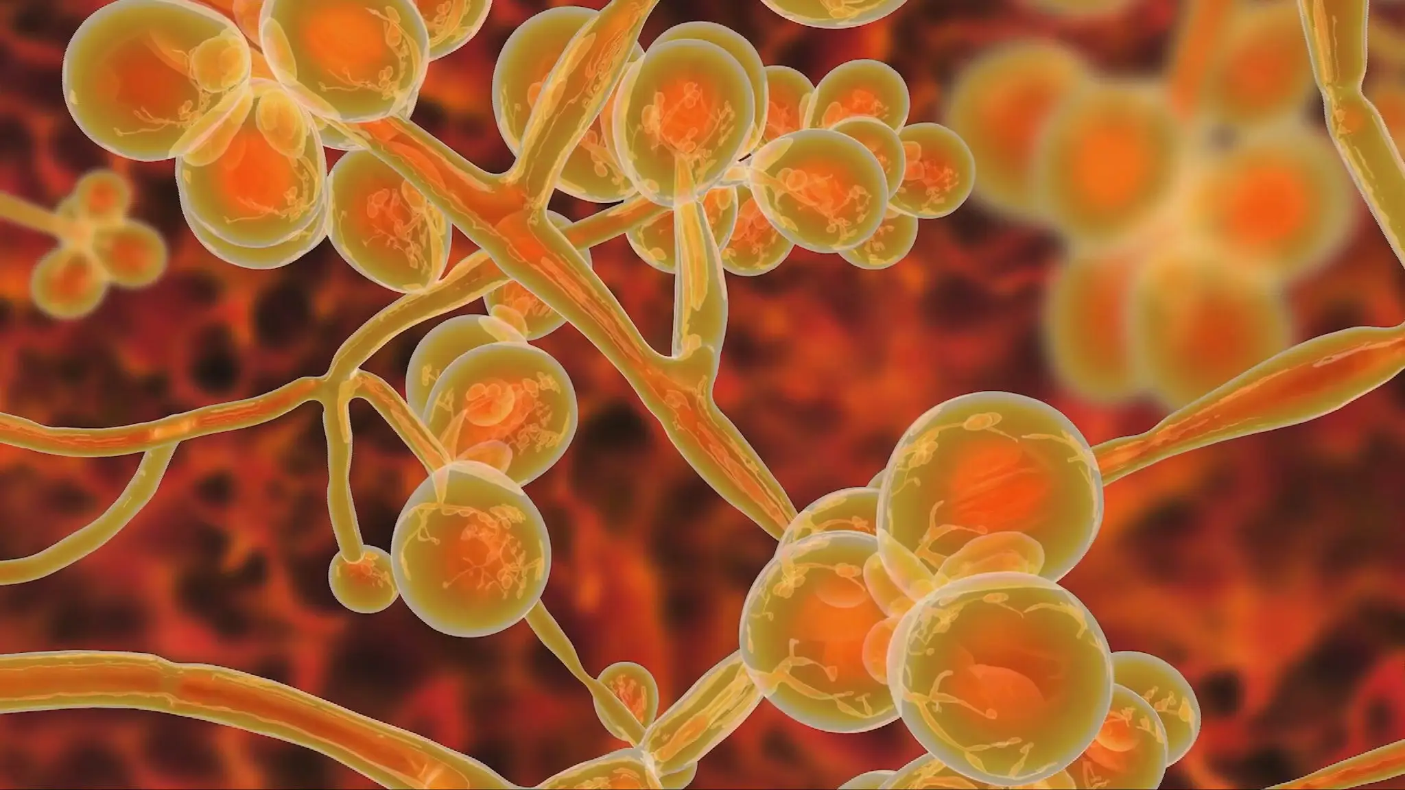 Candida auris