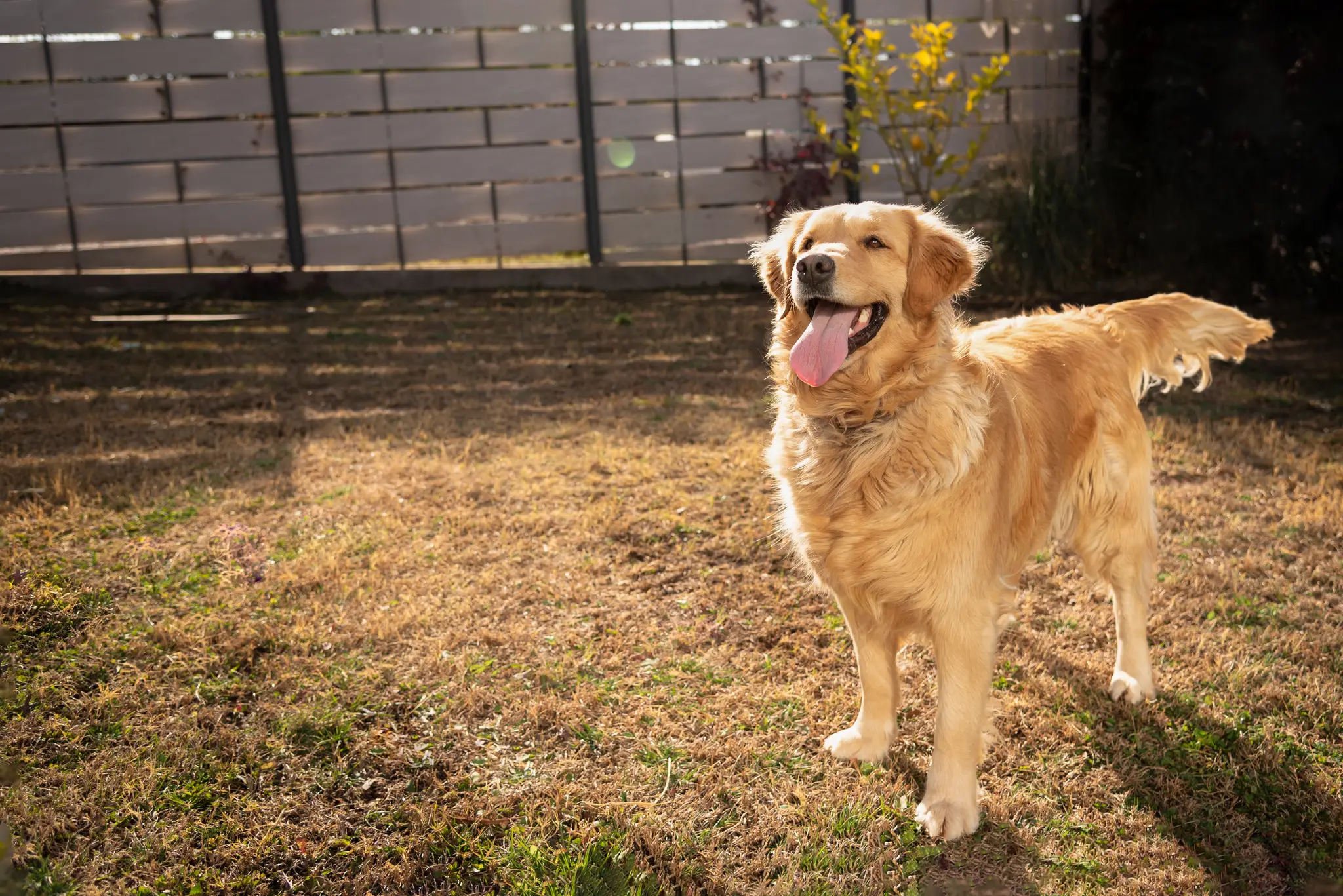 Zlatý retriever