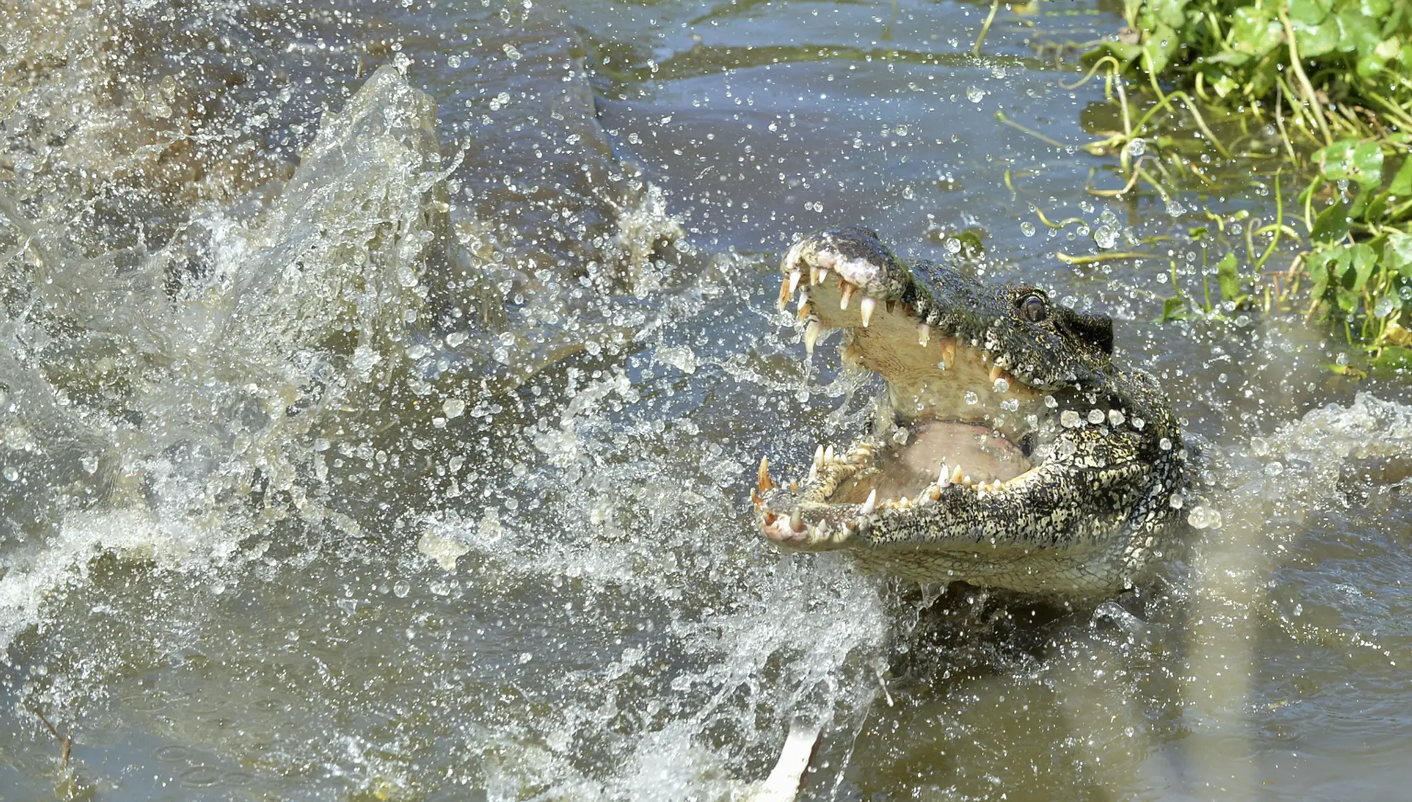 Sýrsky prezident Bašár Asad a jeho manželka Asma Asadová hlasujú počas volieb do Národnej rady v Damasku.