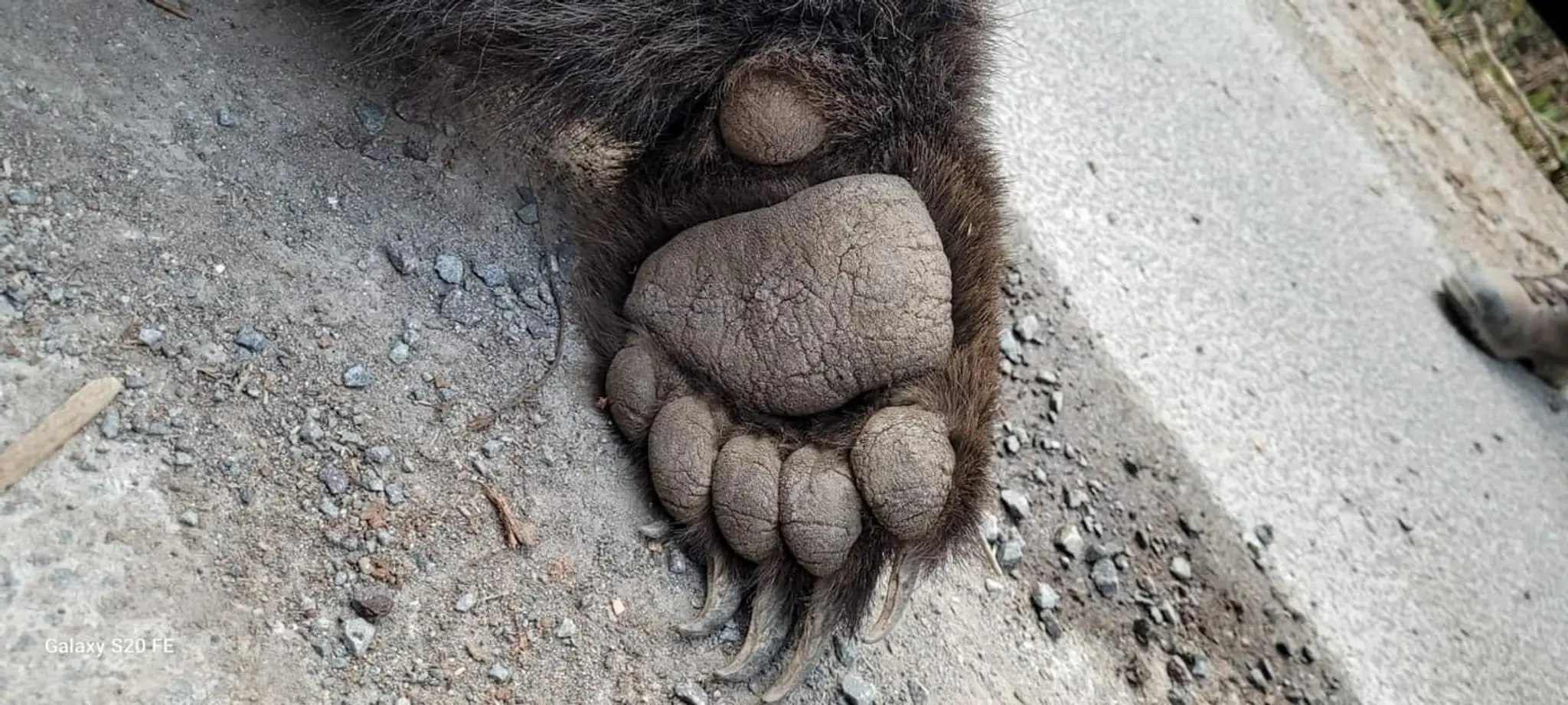 Medveď. 