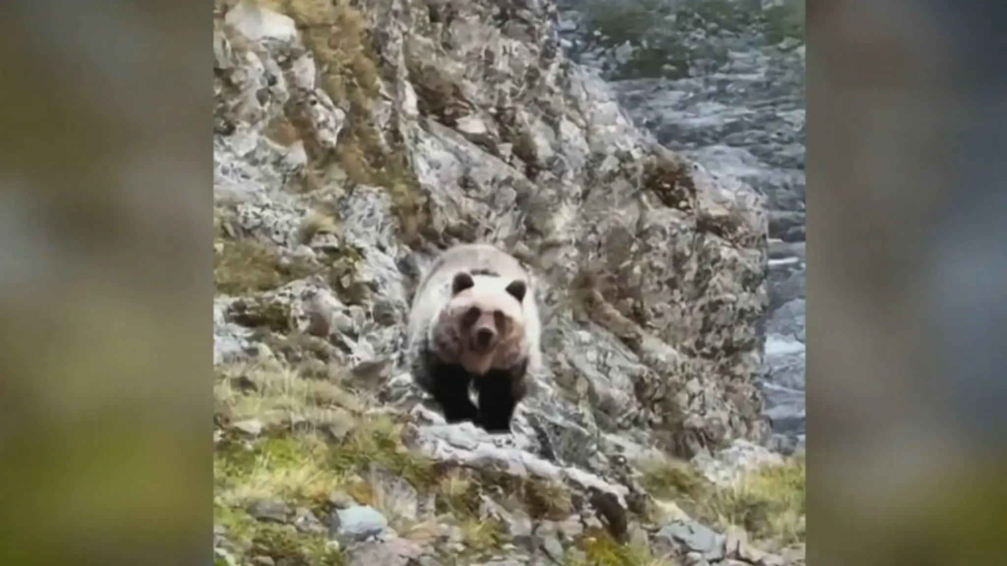Medveď prekvapil skupinu turistov pri výstupe na Rysy