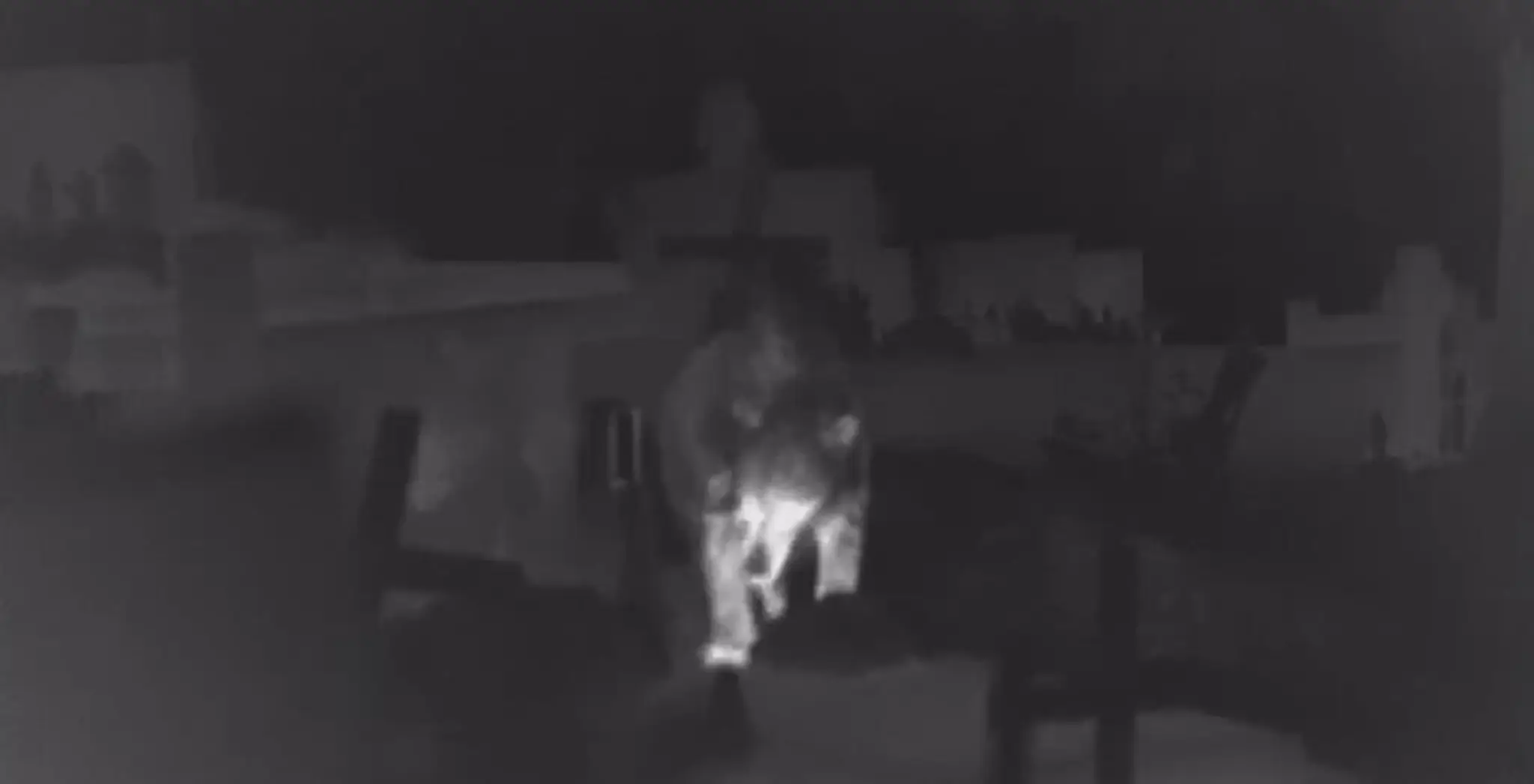 Medveď na cintoríne