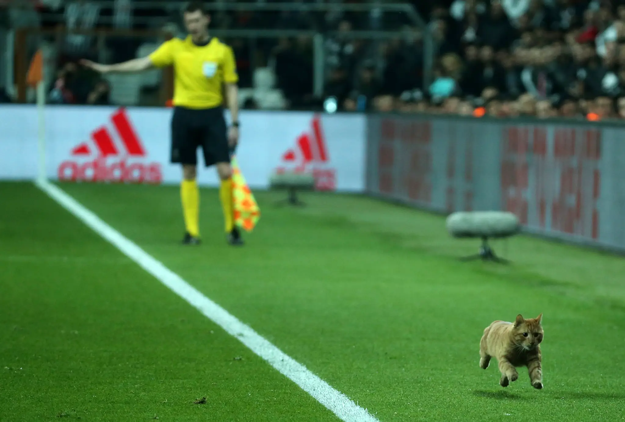Mačka uteká po trávniku v dueli Besiktas - Bayern.