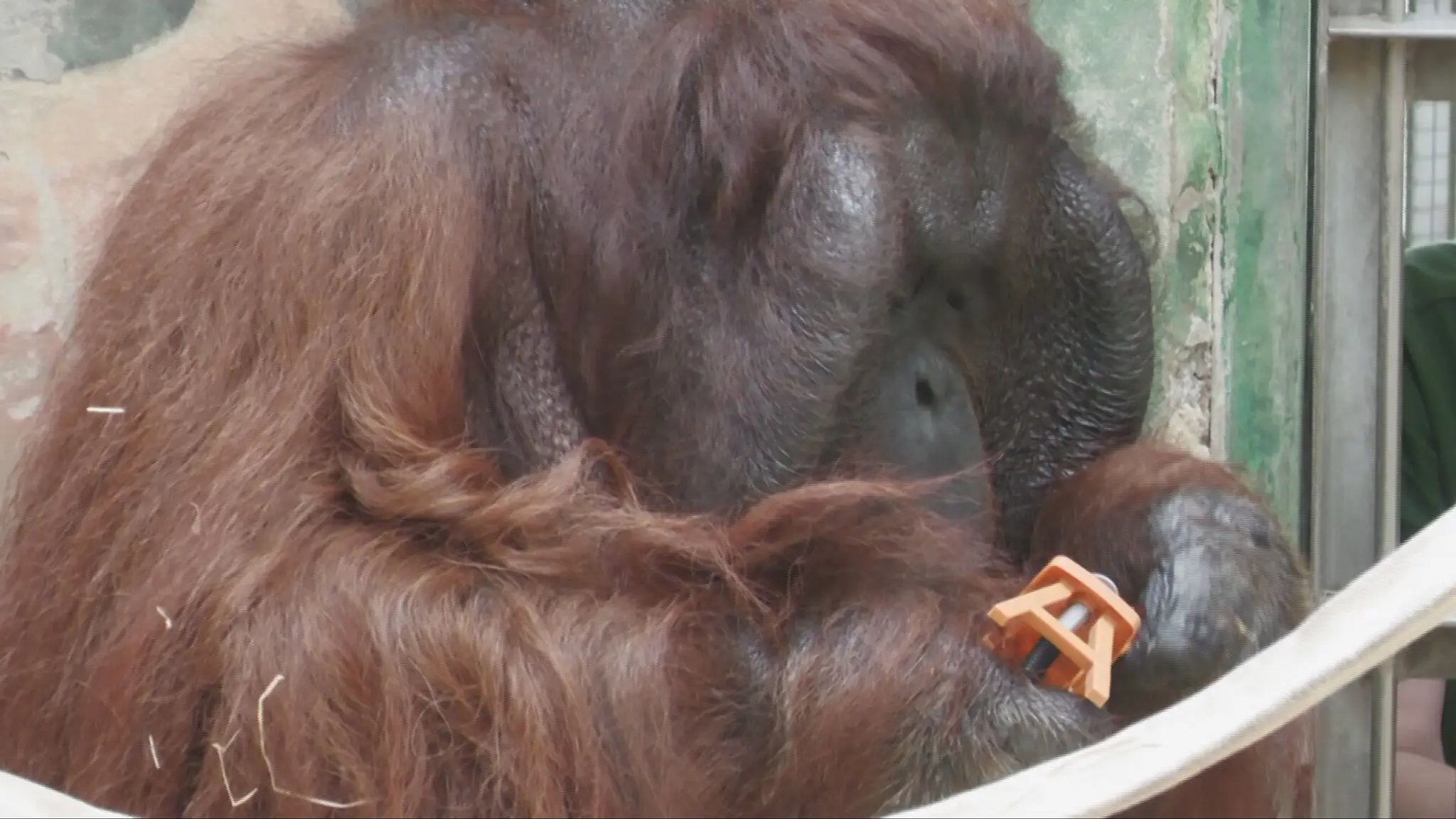 Orangutan sa stáva majstrom v skrutkovaní