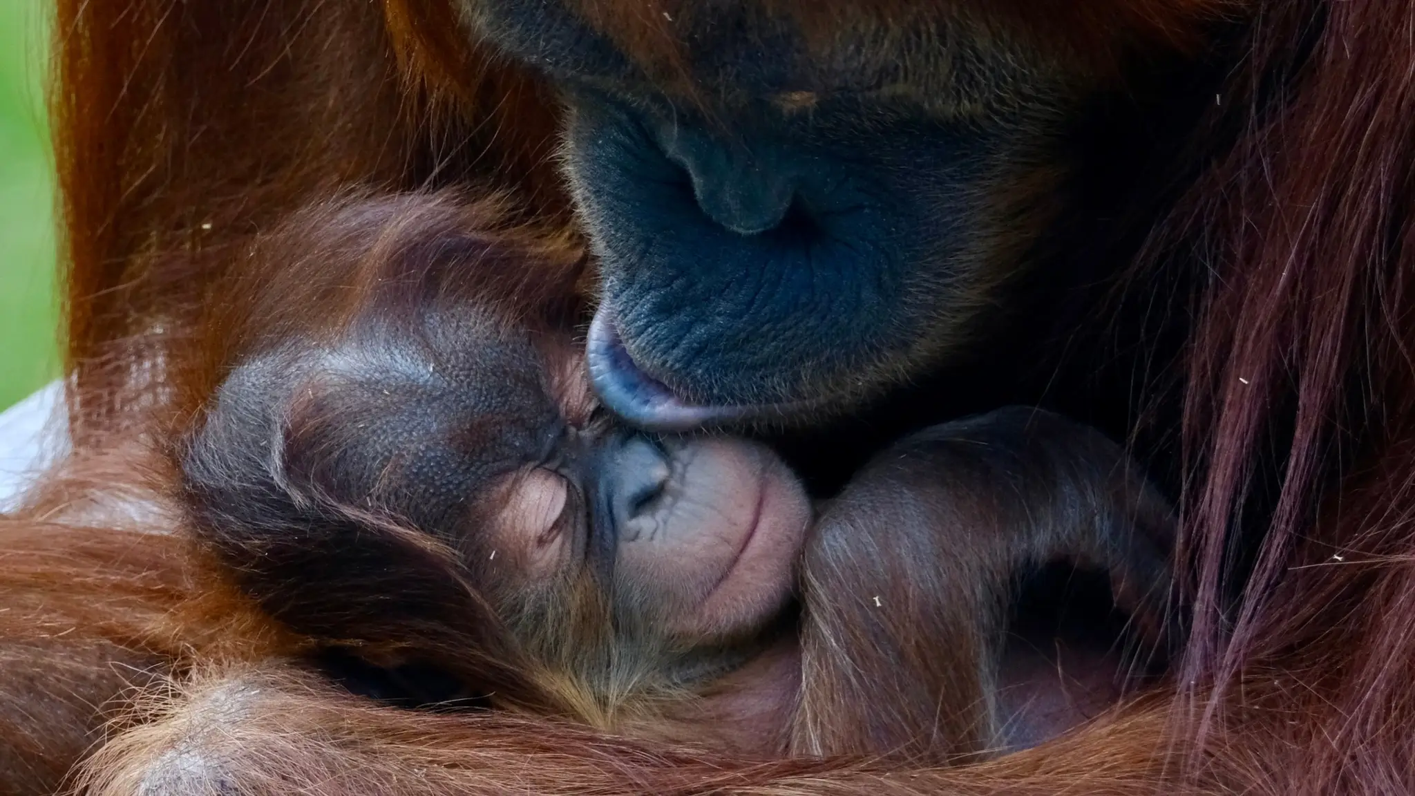 Mláďa orangutana.
