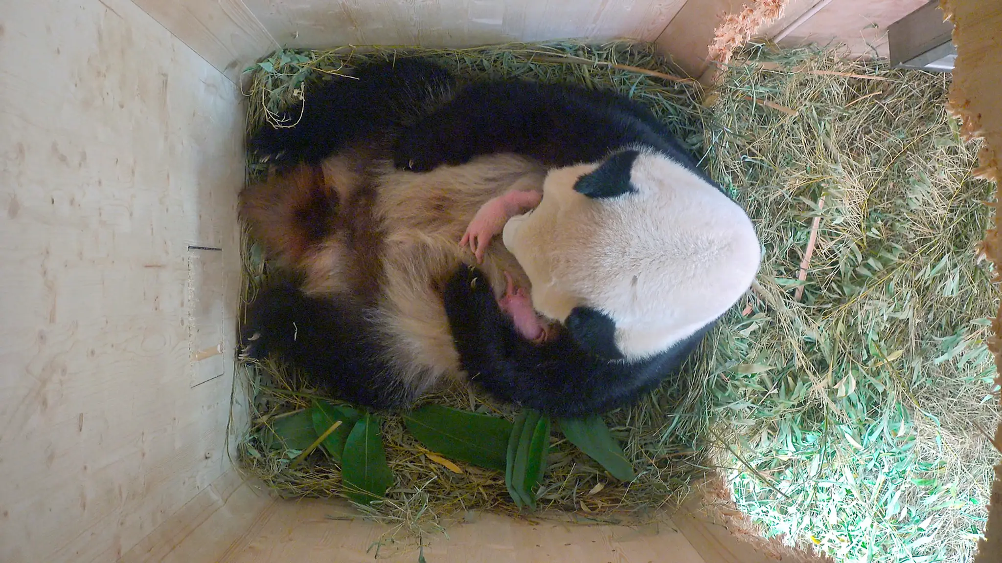 Čerstvo narodené mláďatá pandy. 