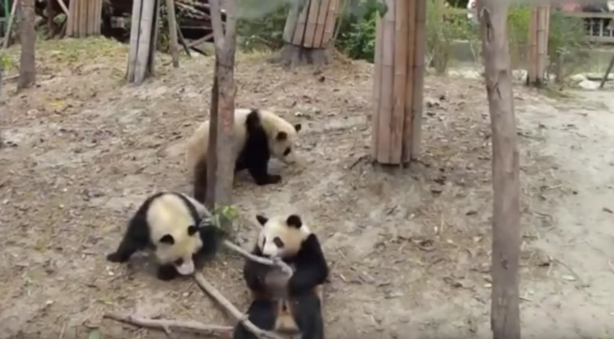 Otrasená panda leží na zemi aj s bambusom.