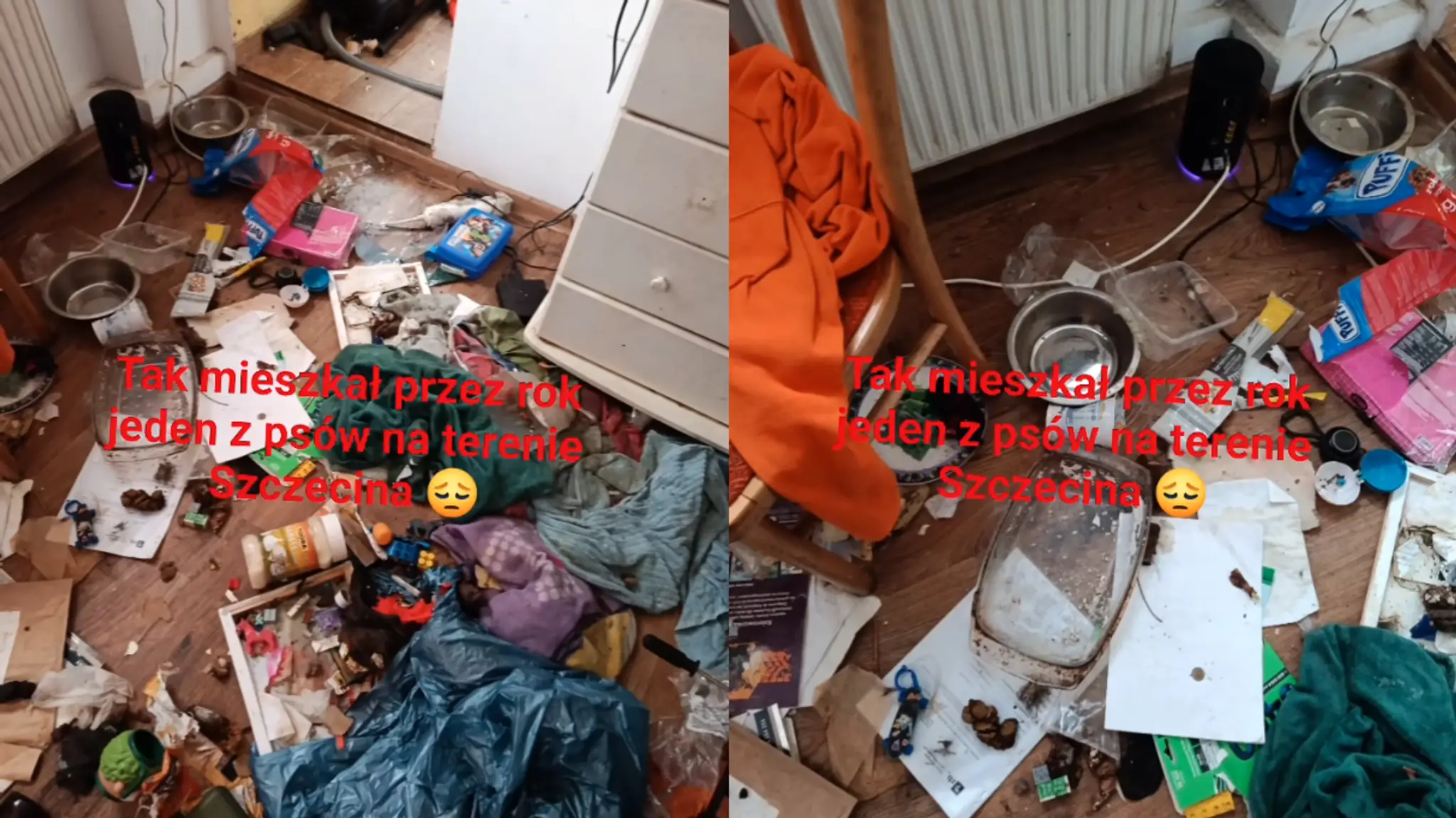 Pes žil rok sám v byte