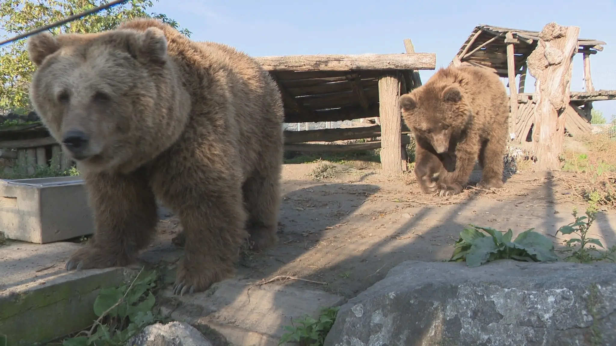 Hilda a Trudy - dve medvedice, ktoré skončili v zoologickej záhrade, neďaleko Bratislavy. 