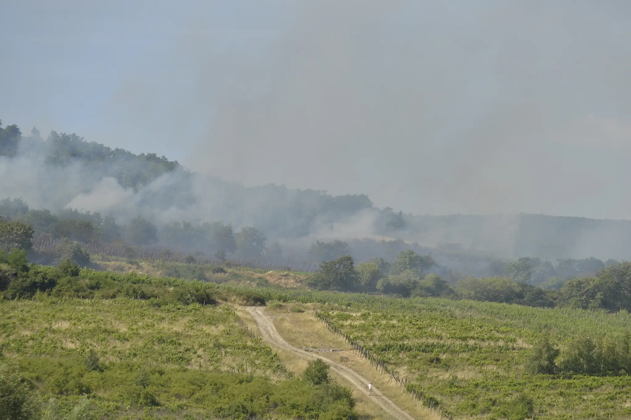 Požiar lesného porastu a vinohradov v bratislavskej Rači.