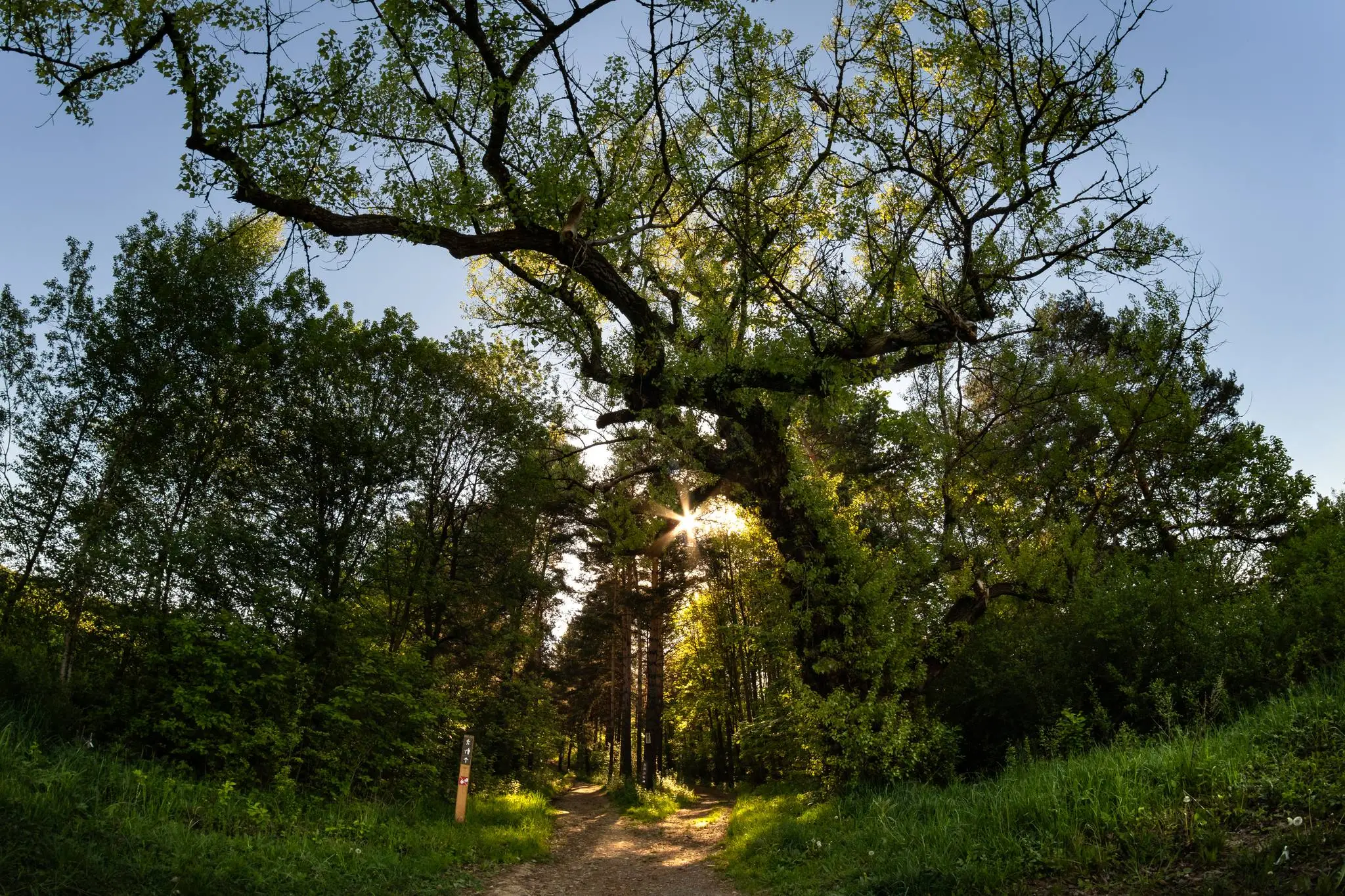 8. Topoľ čierny (Populus nigra)