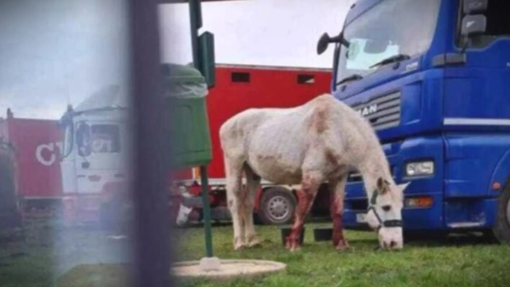 Zraneného koňa vytiahli von vysokozdvižným vozíkom.