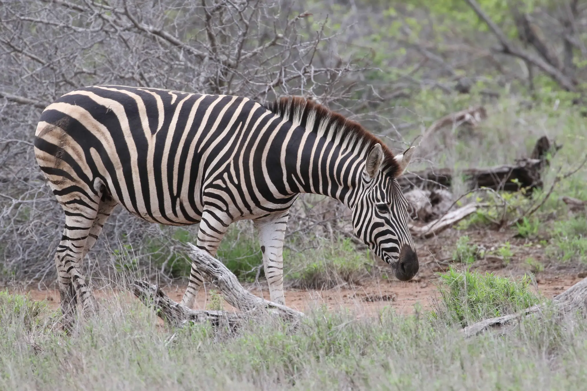 Zebra.