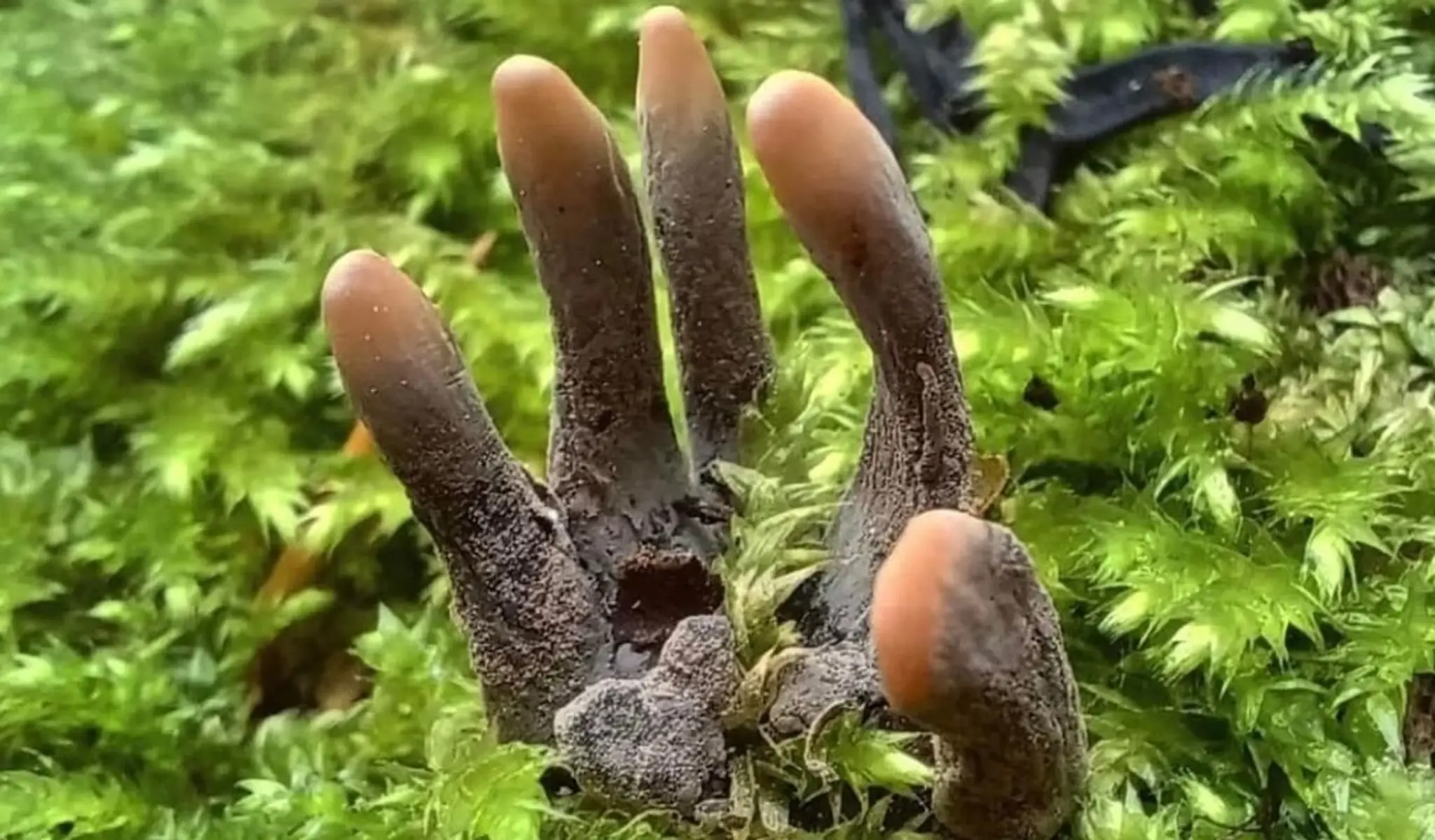 Drevnatec kyjakovitý (lat. Xylaria polymorpha)
