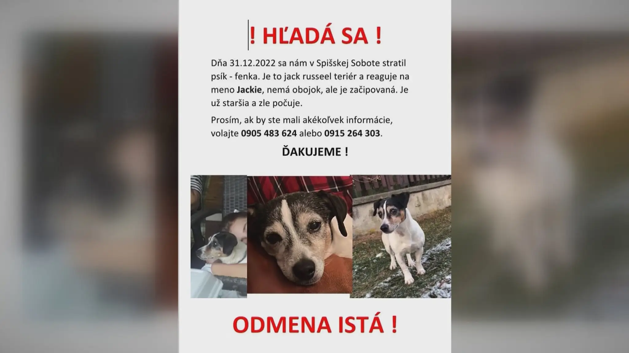 19 PP Psia story.transfer.jpg_bez_watermarku_1