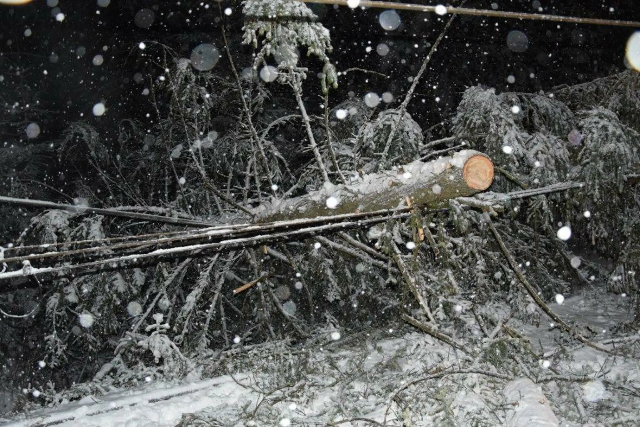 Spadnutý strom na trati Východná-Kráľova Lehota.