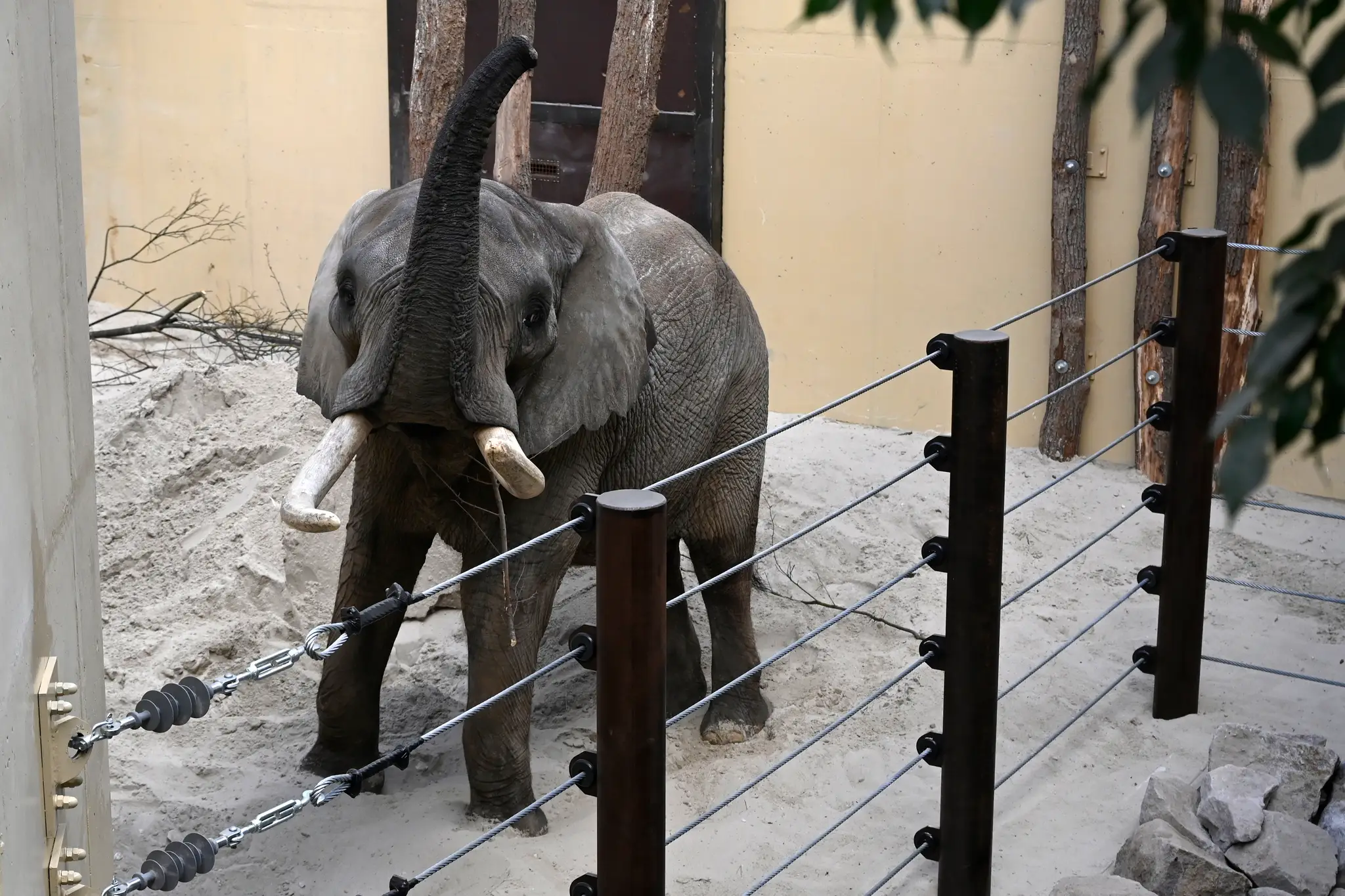 Slon Tembo vo svojom výbehu v pavilóne slonov v ZOO Bojnice
