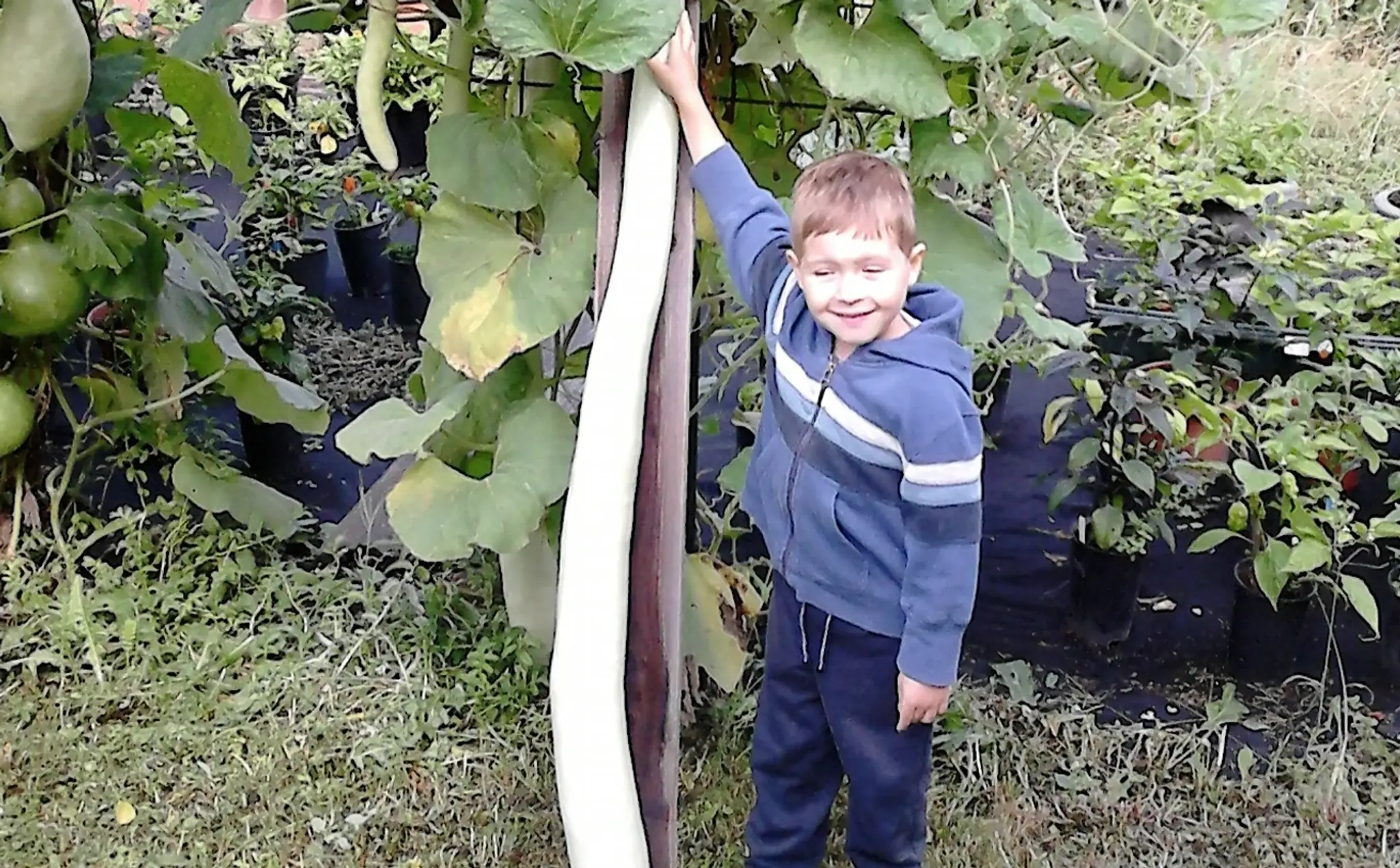 Uhorka gigantických rozmerov