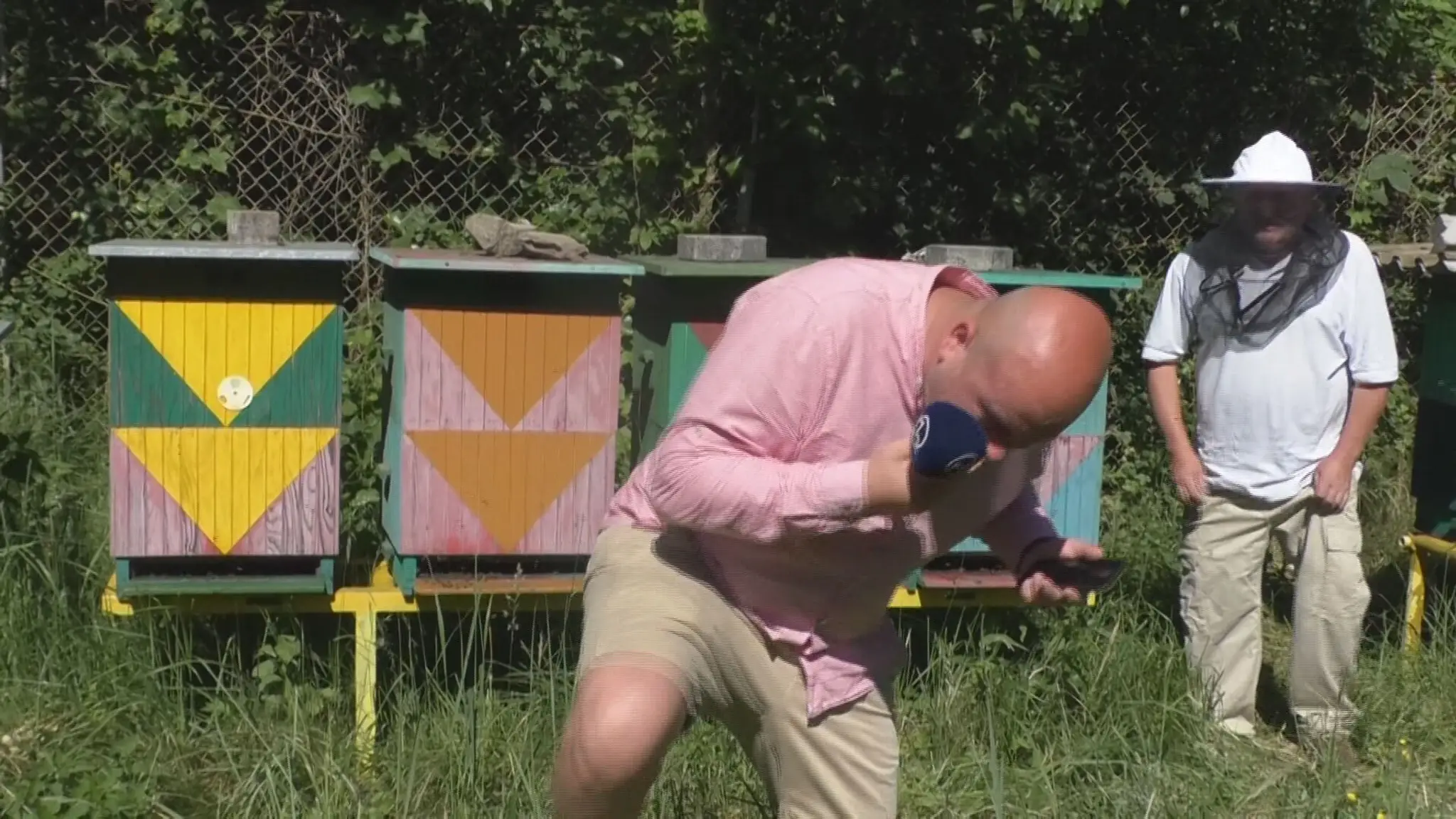 Včelí útok v "priamom prenose"