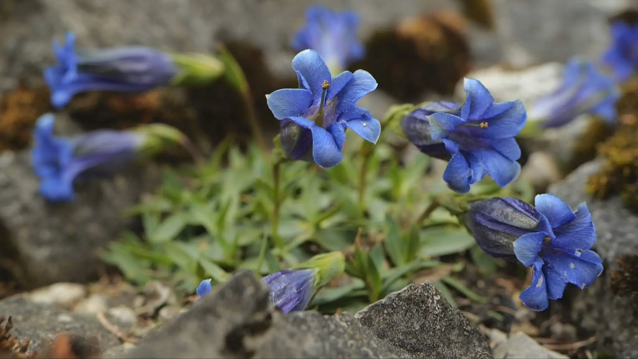 Botanická záhrada v Tatrách