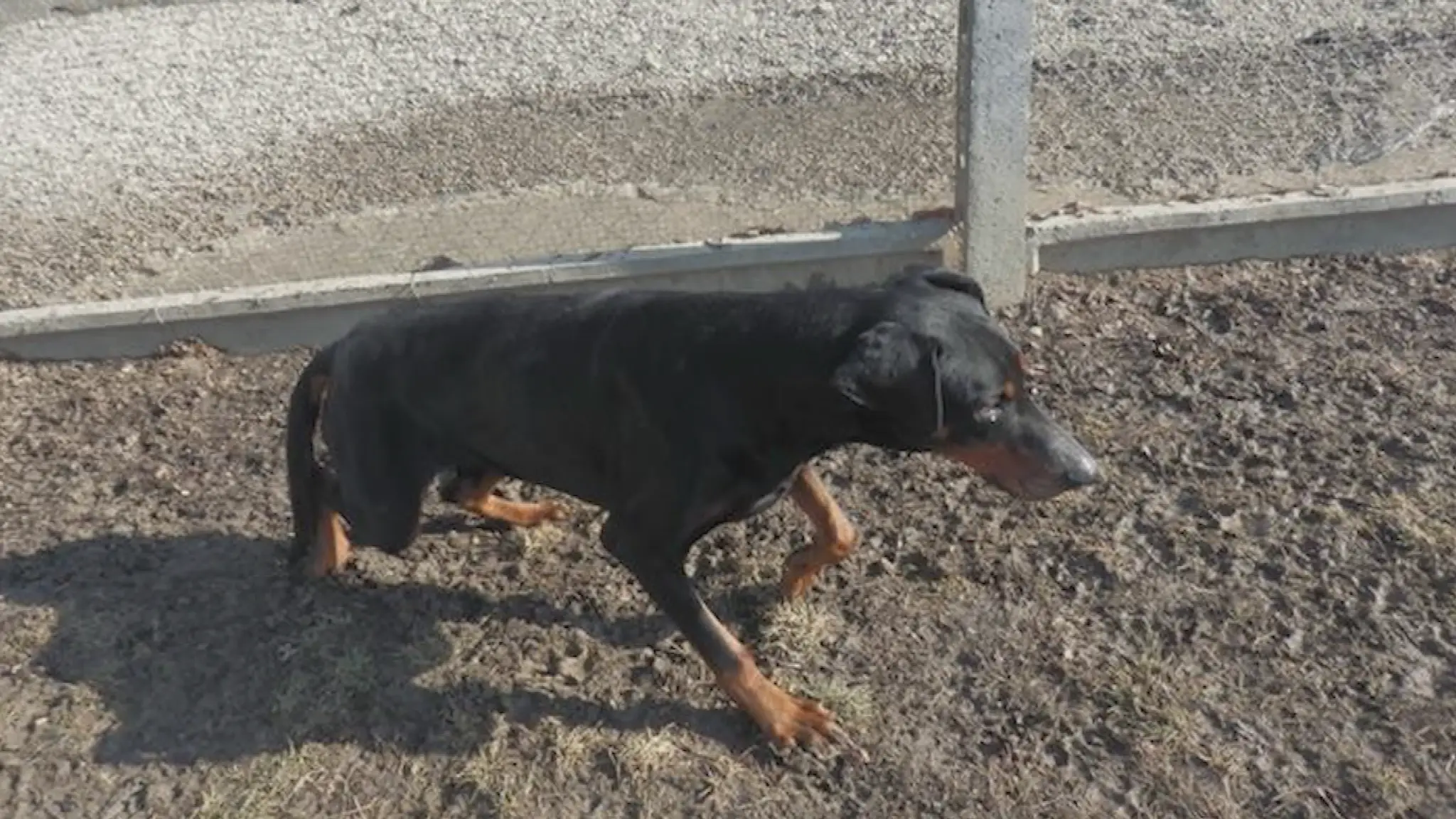 Utýraný pes Leo