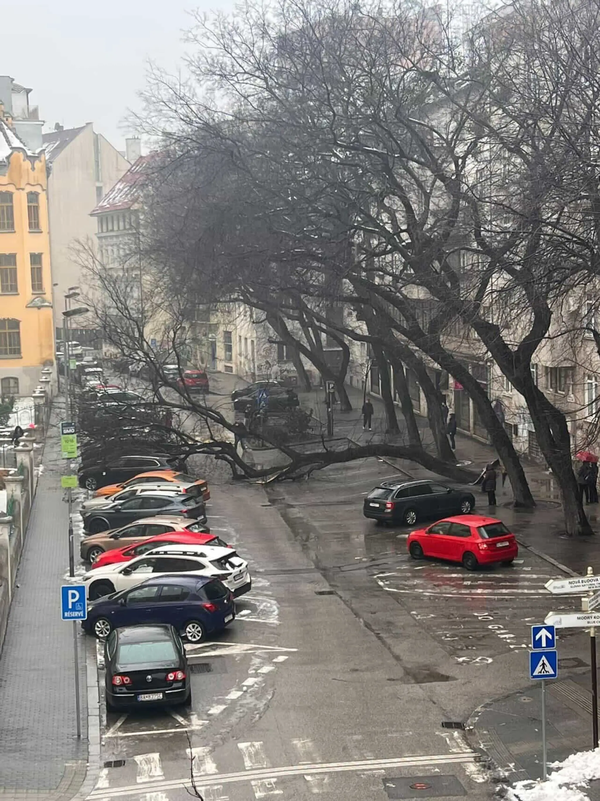 Na Grosslingovej ulici sa zrútil mohutný strom