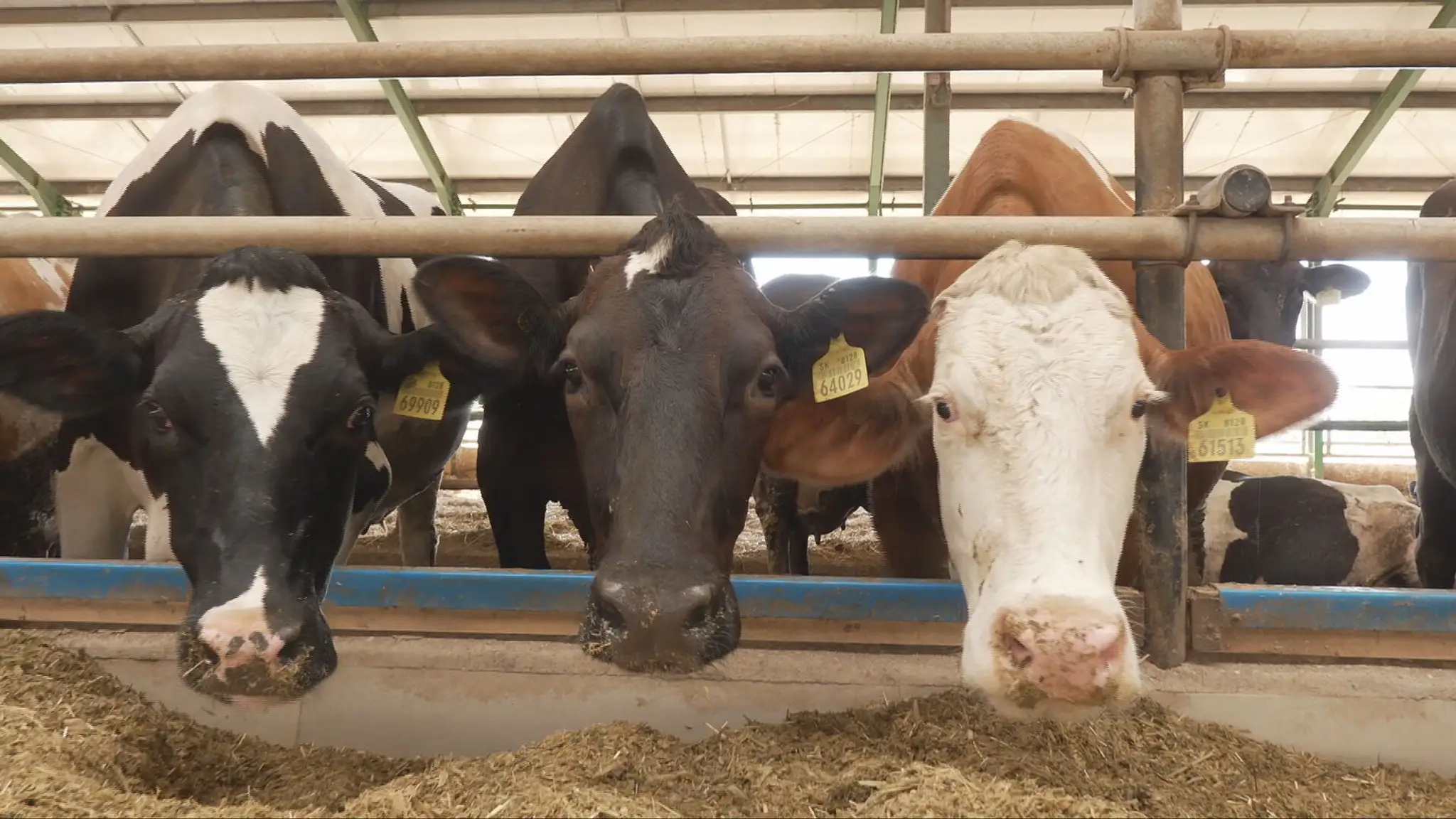 V horúčavách trpia aj hospodárske zvieratá. 