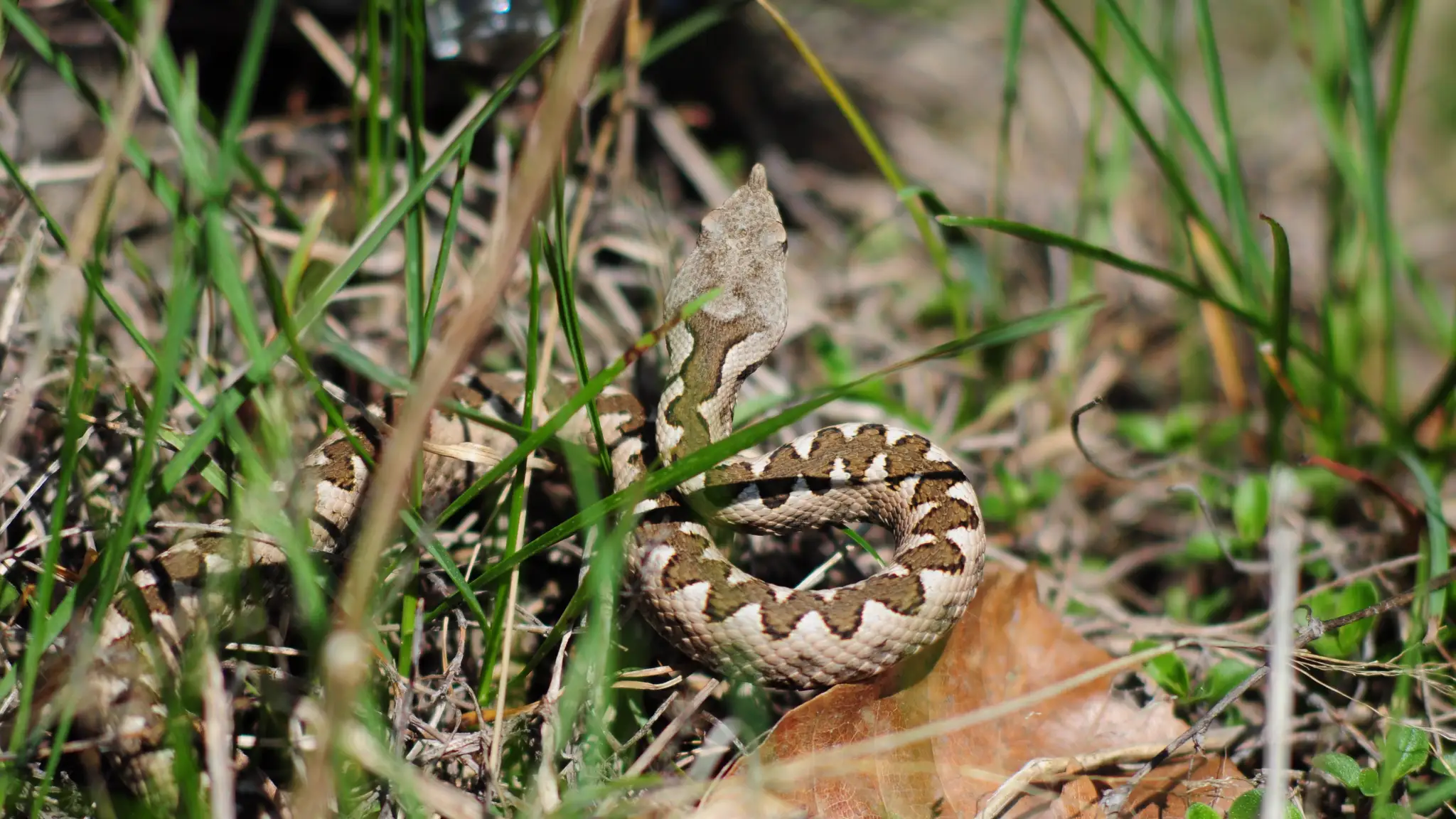Vretenica rožkatá (Vipera ammodytes). Ilustračná snímka. 