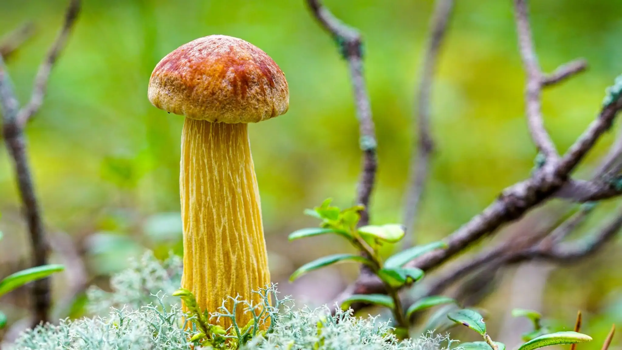 Aureoboletus projectellus