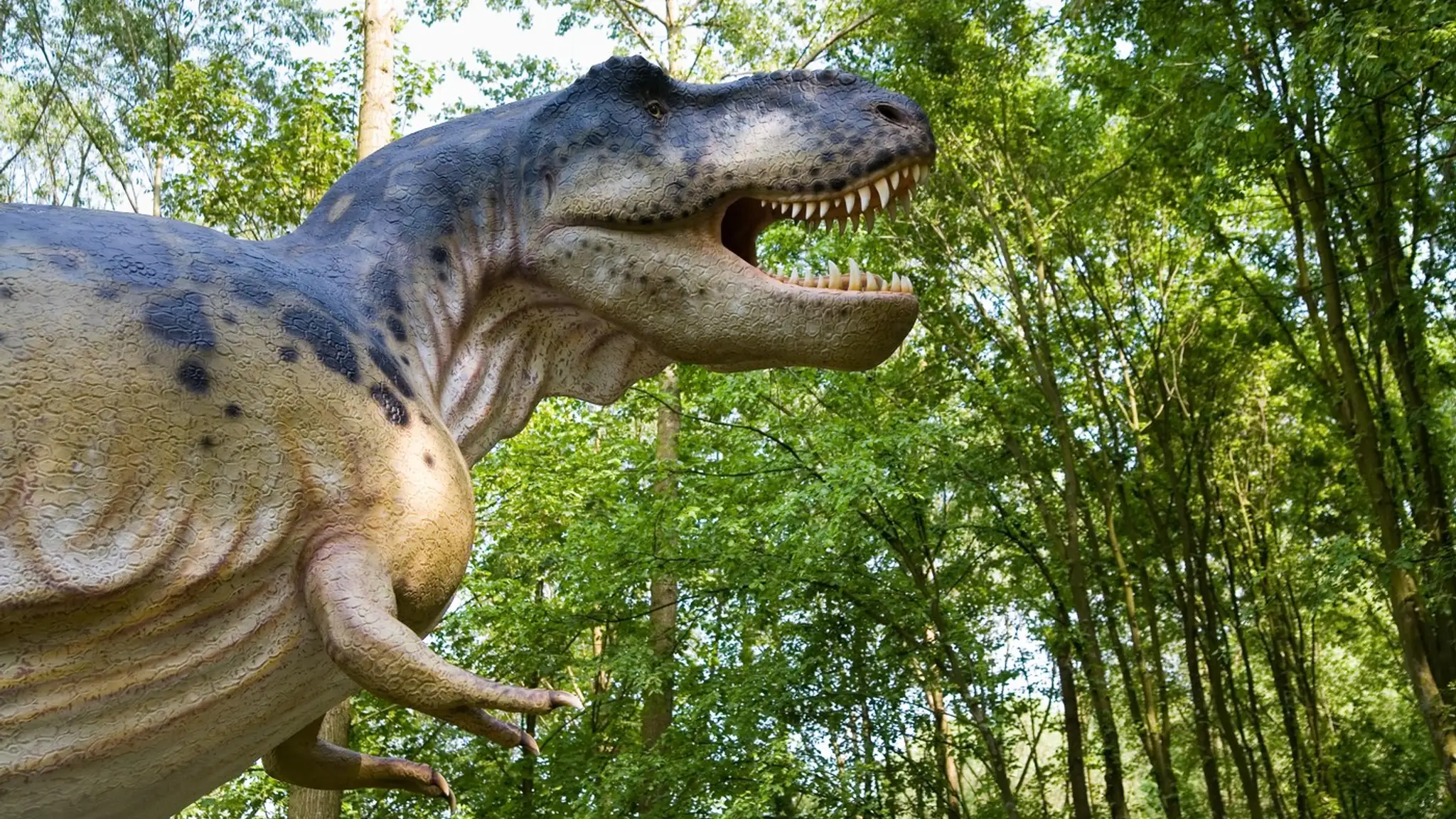 t rex