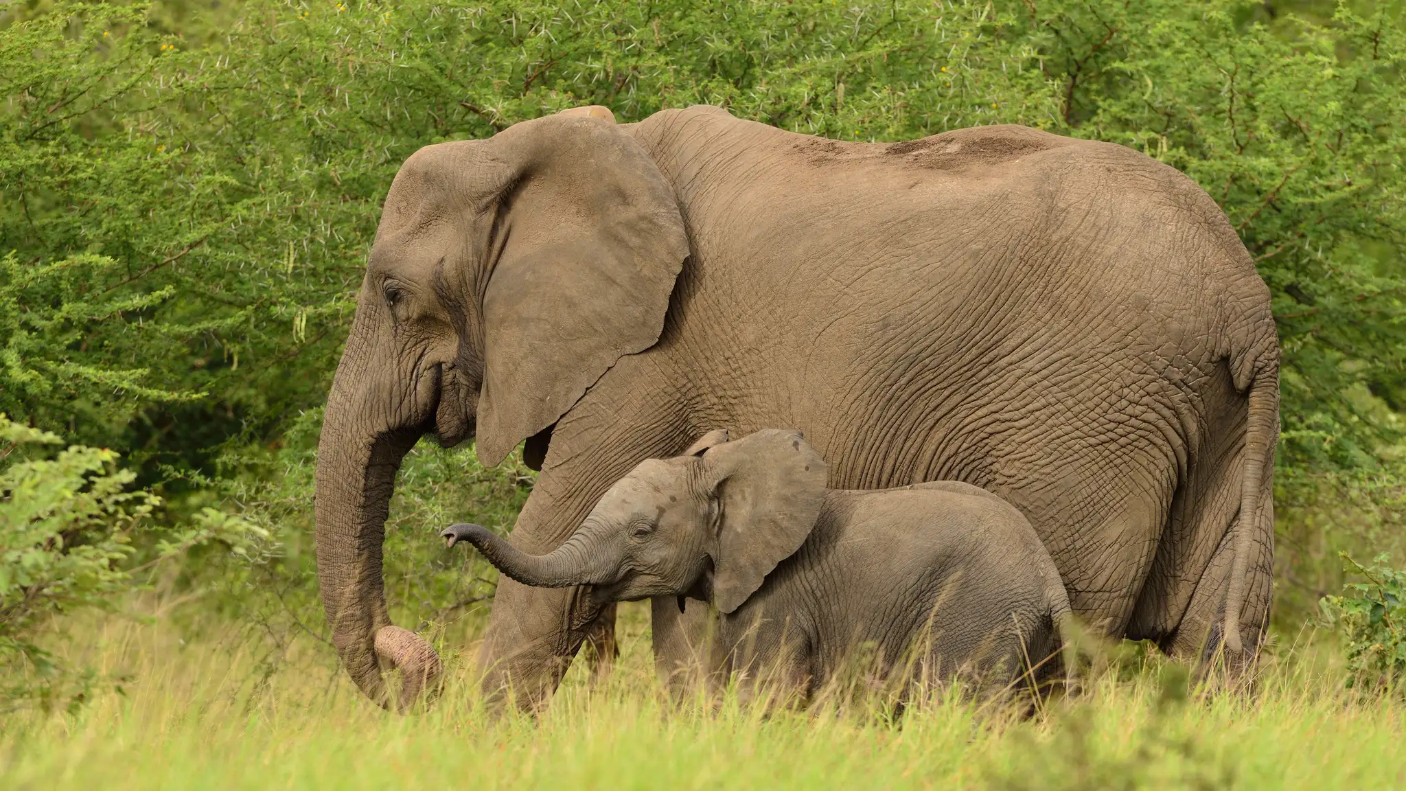baby-elephant-playing-with-its-mother-middle-grassy-fields-african-jungles