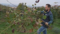 Choroba, ktorá ničí vinohrady. Zlaté žltnutie už zasiahlo osem okresov, vinári hovoria o katastrofe