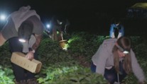 Extrémne horúčavy priniesli novinku. Samozber jahôd po zotmení si ľudia obľúbili