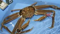 Obrovského kraba vydražili za rekordnú sumu. To bude ale drahá večera