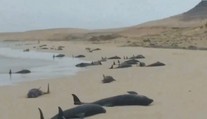 Smutné ráno na Kapverdských ostrovoch. Na pláž vyplavilo 130 uhynutých delfínov