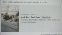 Ľudia sadli na lep podvodníkovi. Zaplatili za šteniatko, no nemajú psa ani peniaze