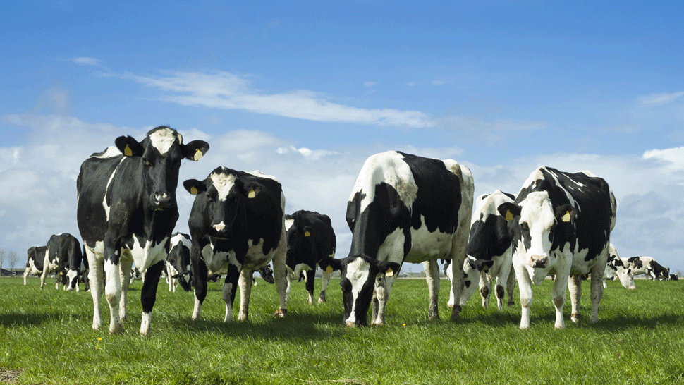 Vedci geneticky upravili sfarbenie kráv. Chcú ich tak ochrániť pred klimatickými zmenami