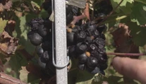 Ovocinári a vinári hlásia škody. Môže za to tento malý hmyz