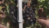 Ovocinári a vinári hlásia škody. Môže za to tento malý hmyz