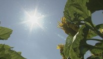 Jar okolo nás iba preblesla. Všetko dozrieva skôr a kvalita plodín je mizerná