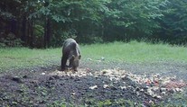 V Národnom parku Veľká Fatra riešia záhadu. Niekto úmyselne prikrmuje medvede