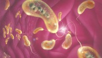 Proteíny z baktérií prinútili nádorové bunky k samovražde. Vedci vidia na obzore novú liečbu rakoviny