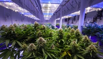 Prvá krajina Európy zlegalizuje pestovanie a užívanie marihuany pre vlastnú spotrebu