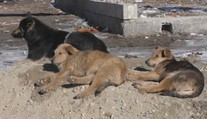 Psy našli v zúboženom stave. Kastrácie počas sviatkov v dedine nechcú