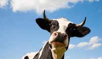 Českí veterinári našli polovicu podozrivého hovädzieho mäsa z Poľska