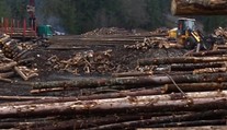 Ekologická katastrofa, aká nemá obdobu. Na vine je lykožrút, Takáč a Huliak podávajú trestné oznámenie