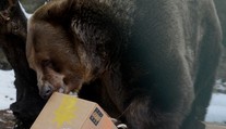 Nečakaná smrť v bratislavskej zoo. Zomrel legendárny medveď Felix