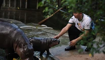 Mláďa hrocha sa stalo fenoménom. Je inšpiráciou pre oblečenie aj kozmetiku