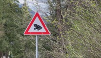 Cesta pri Ružomberku sa zmenila na pohrebisko. Jarná migrácia žiab sa skončila tragicky