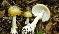 Evakuované afganské deti potrebujú novú pečeň – v Poľsku zjedli jedovaté huby